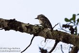 USFL2012654 donsspecht / Picoides pubescens