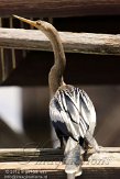 USFL2012695 Amerikaanse slangenhalsvogel / Anhinga anhinga