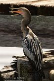 USFL2012729 Amerikaanse slangenhalsvogel / Anhinga anhinga