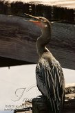 USFL2012730 Amerikaanse slangenhalsvogel / Anhinga anhinga