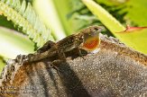 USFL2012007 bruine anolis / Anolis sagrei