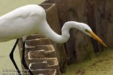 USFL2012169 grote zilverreiger / Ardea alba