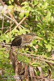 USFL2012206 groene reiger / Butorides virescens