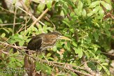 USFL2012207 groene reiger / Butorides virescens