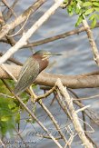 USFL2012208 groene reiger / Butorides virescens