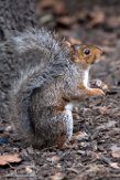 USNE1190004 grijze eekhoorn / Sciurus carolinensis