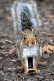 USNE1190010 grijze eekhoorn / Sciurus carolinensis