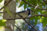 USNE1191178 blauwe gaai / Cyanocitta cristata