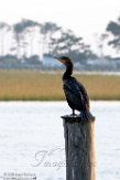 USNE1191034 geoorde aalscholver / Phalacrocorax auritus