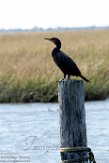 USNE1191089 geoorde aalscholver / Phalacrocorax auritus