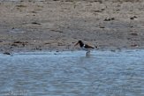 USNE1191094 Amerikaanse bonte scholekster / Haematopus palliatus