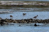 USNE1191096 marmergrutto / Limosa fedoa