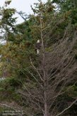 USNW1182879 Amerikaanse zeearend / Haliaeetus leucocephalus