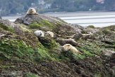 USNW1182930 gewone zeehond / Phoca vitulina